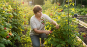 Забудьте про покупку саженцев: простой августовский трюк с малиной даёт тройной урожай и экономит кучу денег