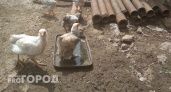 Павловская птицефабрика прокомментировала ситуацию с пострадавшими сотрудниками