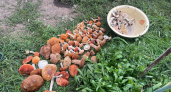 Грибники его не берут, а зря - мясистый и вкусный родственник рыжика