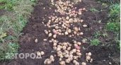 Ботва еще не высохла, а вы уже копаете: частая ошибка огородников при уборке картофеля