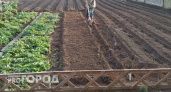 Эта копеечная крупа превратит почву в чернозем в сентябре: дешево и эффективно