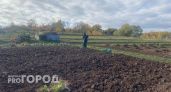 Почва богатая как после тонны навоза: сею этот сидерат после картофеля и забываю о вредителях