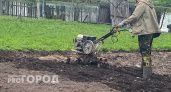Горчица и фацелия - прошлый век: этот сидерат делает почву в разы рыхлее червей и плодороднее любых удобрений
