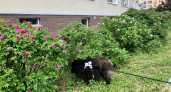Выгул без поводка - штраф: в Нижегородской области объявили новые правила содержания домашних животных