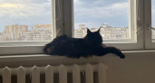 Не успели привязаться - их уже нет: эти популярные породы кошек живут менее 10 лет