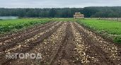 Как избежать сухой гнили и сохранить урожай картошки до весны - запомните эти правила