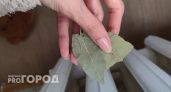 С первыми заморозками кладу лист лавра на батарею и живу без бед, вся семья замечает разницу: вот, что происходит