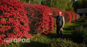 Густая, быстро растет и защищает даже зимой — живая изгородь из этого растения украсит ваш участок