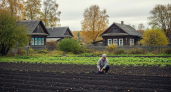 Секрет урожая, который скрывают опытные дачники: почему они больше не покупают навоз
