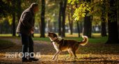 Собаки чуют это за версту: раскрыта причина, почему одних облаивают, а других нет