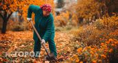 Одна ошибка осенью - и весной останетесь без пышных цветов