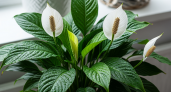 Два секретных этапа питания, которые превращают обычный спатифиллум в роскошное растение с непрерывным цветением