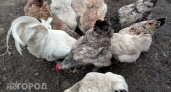 Поставьте это в углу курятника - и несушки завалят яйцами даже зимой