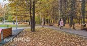 Нижегородцам ответили куда обращаться, если в их дворе не убирают листья