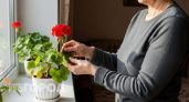 Наливаю в герань осенью — и даже чахлое растение оживает и зеленеет к зиме