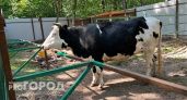 В Нижегородской области построят новую ферму почти на 2,5 тысяч коров
