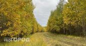 В Кстовском районе выявили незаконную вырубку деревьев на 2,5 миллиона рублей