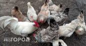 Одна ложка в день зимой — и куры несутся без перерыва: простая добавка для отличной яйценоскости