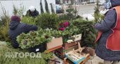 Нижегородка осталась без праздничного настроения и новогодней елки за 12 тысяч