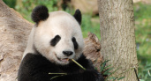 Больше никаких панд: Китай забирает уникальных животных назад