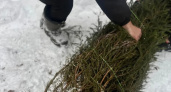 Жителям Нижегородской области предложили сдать новогодние елки на переработку