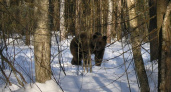 Охоту на медведей запретили в Нижегородской области