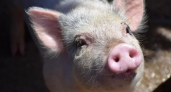 200 почек в год: нижегородские ученые создадут свиней-доноров для спасения жизней