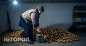 Вот почему картофель не доживает до весны: эти ошибки совершает каждый второй
