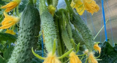Собираю урожай ведрами с двух кустов: этот сорт огурцов обошёл кураж и герман - отзывы садоводов