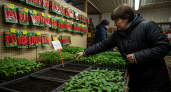 Рассада в пятилитровых бутылках: дешевле пикировки, а томаты и перцы растут как на курорте — проверено лично