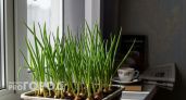 Без запаха и полива: лук на перо вырастает за 14 дней прямо на подоконнике