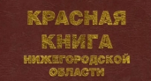 Пауки под охраной: в Нижегородской области спустя 30 лет обновили список исчезающих видов фауны