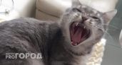 В Автозаводском районе объявили карантин из-за бешеного кота