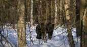 В Нижегородской области открылась весенняя охота на медведя: сезон до 10 июня