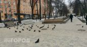 Нижегородцев предупредили о штрафах за кормление голубей