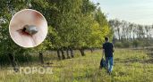Жителей Нижегородской области предупредили, куда нести клеща после укуса
