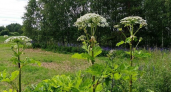 Нижегородская область утвердит перечень инвазивных растений для ликвидации