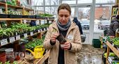 Не покупайте саженцы с цветами в марте — вам подсовывают растения, которые не переживут высадку в грунт