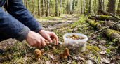 Сезон грибов в Нижегородской области может начаться уже в апреле