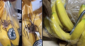 Семья погибла из-за банана, а вы едите их каждый день: случай из Москвы открыл глаза на любимый фрукт 