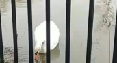 Лебедь из Сормовского парка пережил зиму и чувствует себя хорошо