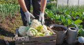 Цветная капуста стала втрое крупнее: перенял семь приемов у фермера из Латвии и забыл про покупку удобрений