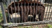 Медведи идут в рост: где в Нижегородской области их больше всего