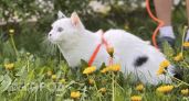 Кот удивил необычной привычкой, которую раньше не замечала