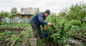 Не средство, а капкан для тли – опрыскиваю смородину и не нарадуюсь: вредители корчатся в муках, а я с урожаем