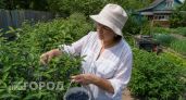 Почему вам нужно посадить у себя в саду жимолость: в чем польза и лучше сорта