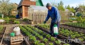 Забудьте про золу и йод: пролейте клубнику этим составом в мае и собирайте урожай вёдрами с каждого куста