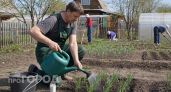 Не зола и не удобрение: 1 ложка на ведро воды защищает чеснок лучше любой химии