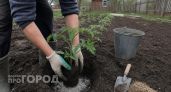 Забудьте про покупные удобрения: три компонента в лунку при посадке томатов обеспечат урожай ведрами с куста