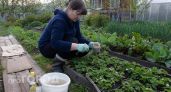 Зола устарела - теперь для бомбической клубники разводим это средство на 10 литров в июне 